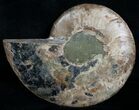 Beautiful Split Ammonite (Half) #6195-1